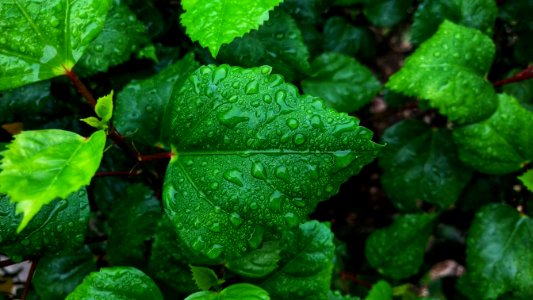 Leaf Vegetation Plant Leaf Vegetable