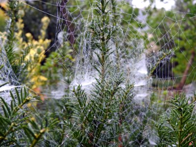 Spider Web Vegetation Flora Plant