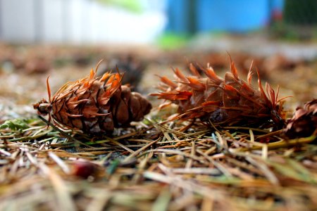 Tree Conifer Cone