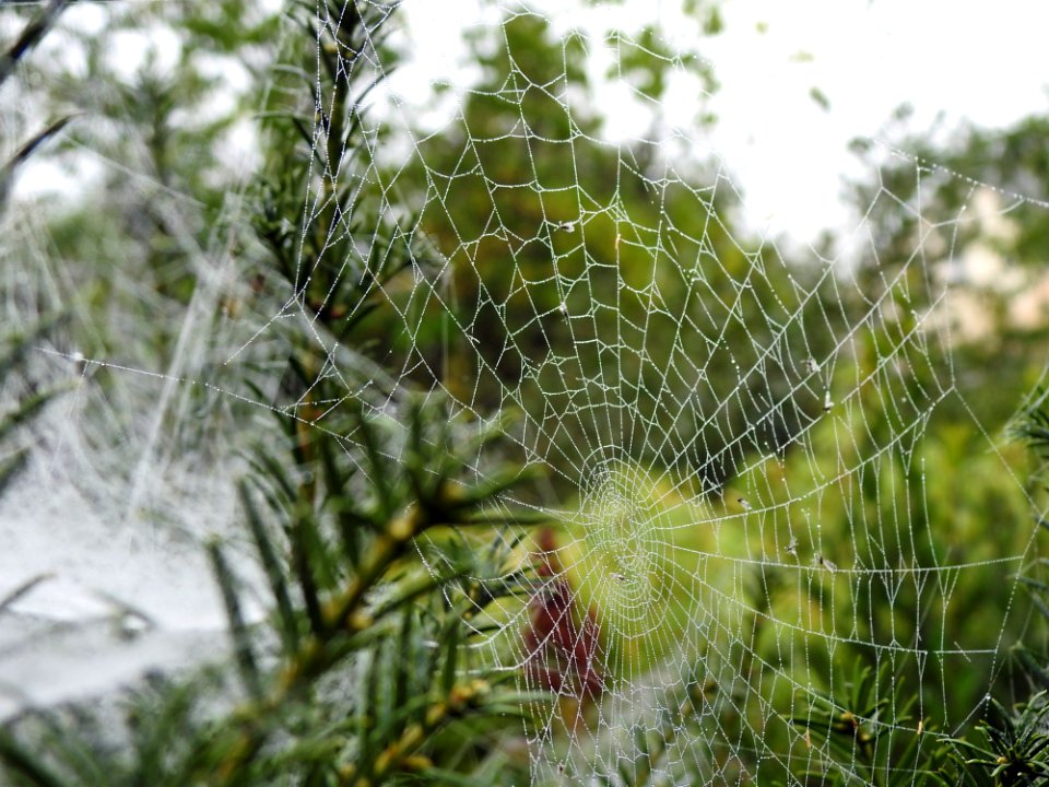 Spider Web Vegetation Flora Leaf