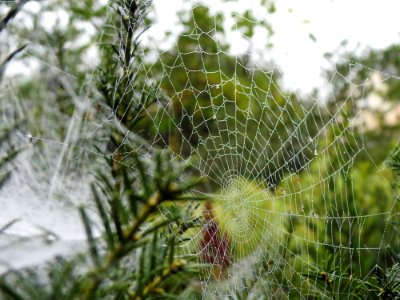 Spider Web Vegetation Flora Leaf photo