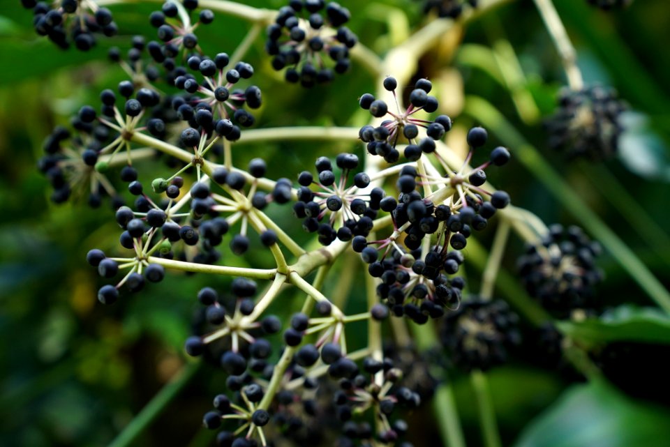 Plant Flora Apiales Subshrub