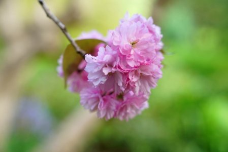 Flower Pink Blossom Spring