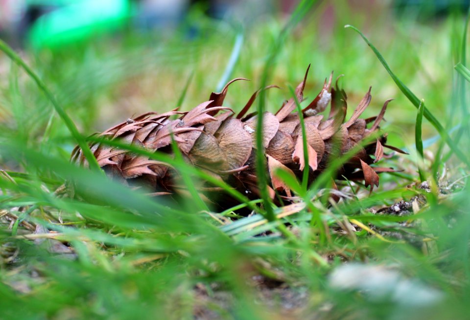 Leaf Grass Plant Grass Family