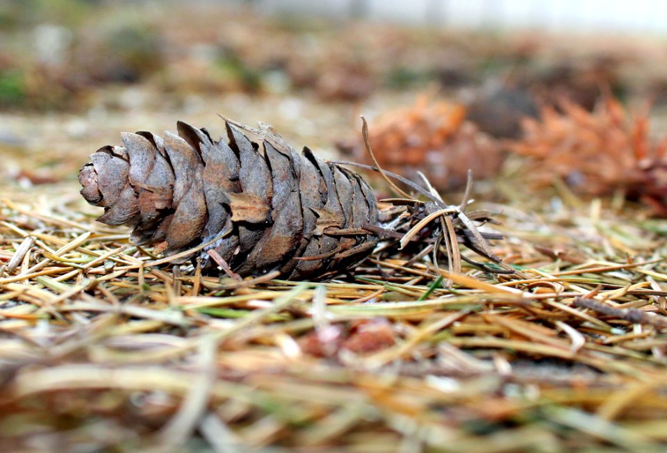Conifer Cone Terrestrial Animal Grass Tree