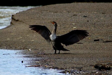 Bird Fauna Beak Water Bird photo