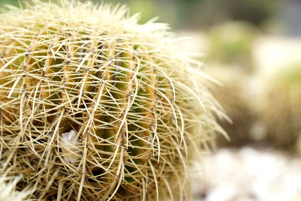 Cactus Plant Thorns Spines And Prickles Flowering Plant