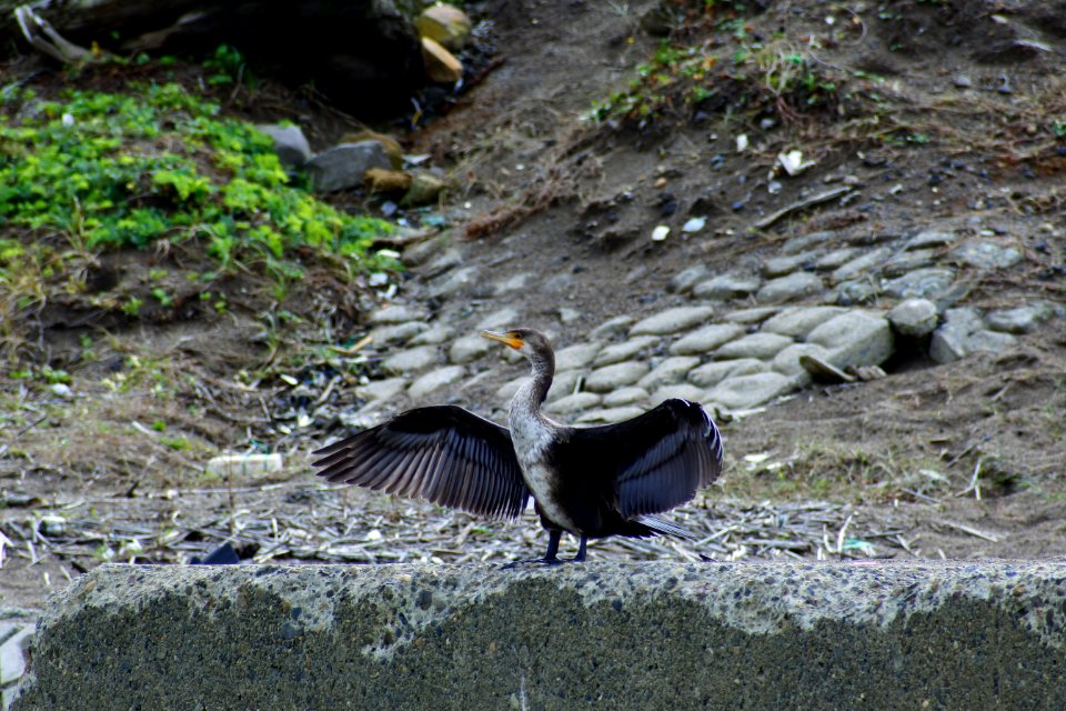Bird Fauna Beak Wildlife