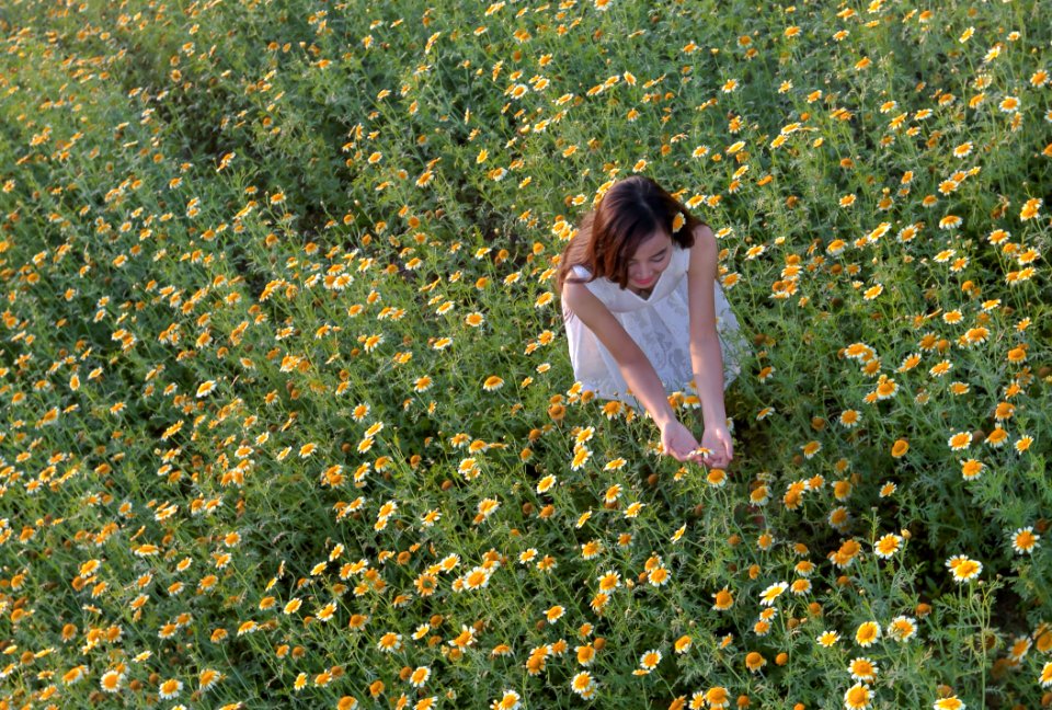 Flower Field Plant Grass
