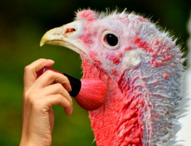 Beak Domesticated Turkey Galliformes Close Up