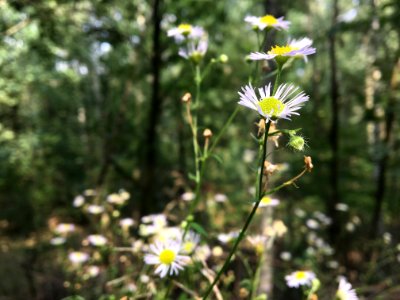 Flower Plant Flora Aster