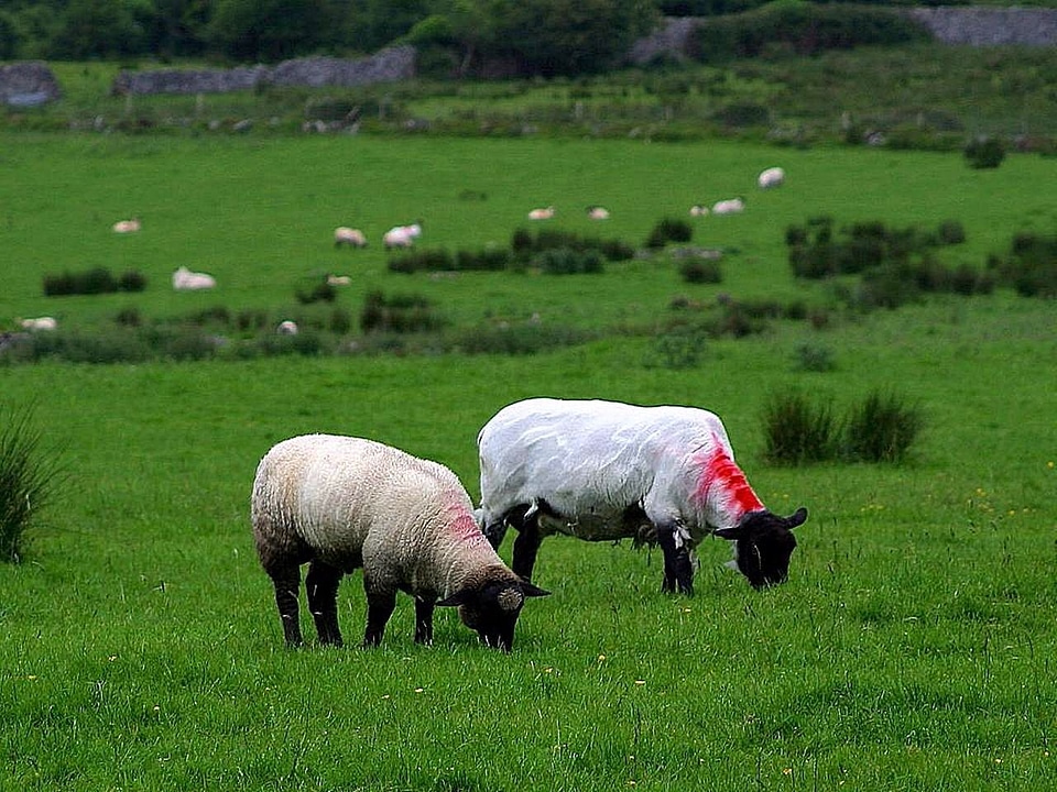 Grass livestock farmland