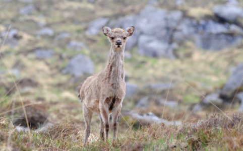 Wildlife Terrestrial Animal Fauna Mammal