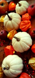 Vegetable Winter Squash Food Cucurbita photo