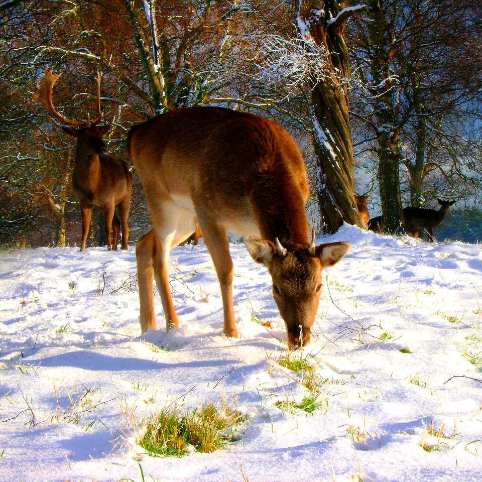 Wildlife Snow Fauna Deer