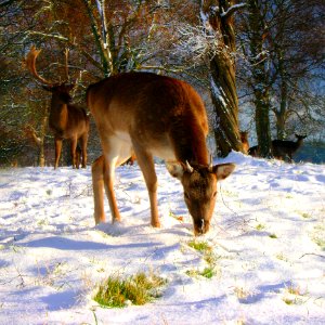 Wildlife Snow Fauna Deer