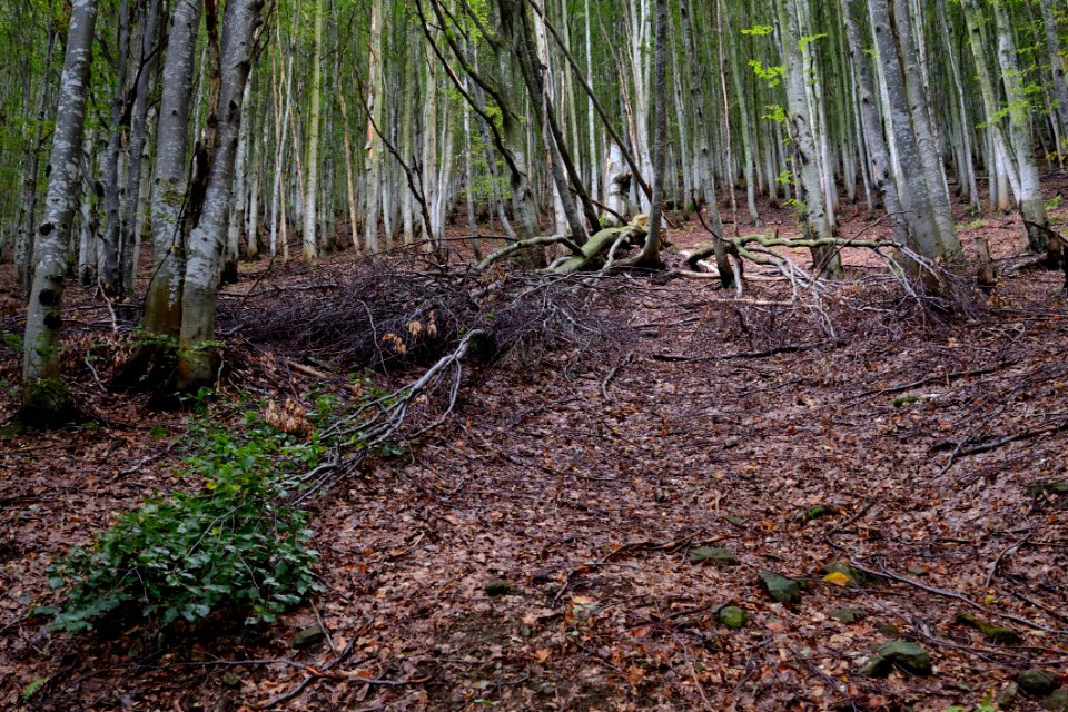 Woodland Ecosystem Forest Nature Reserve