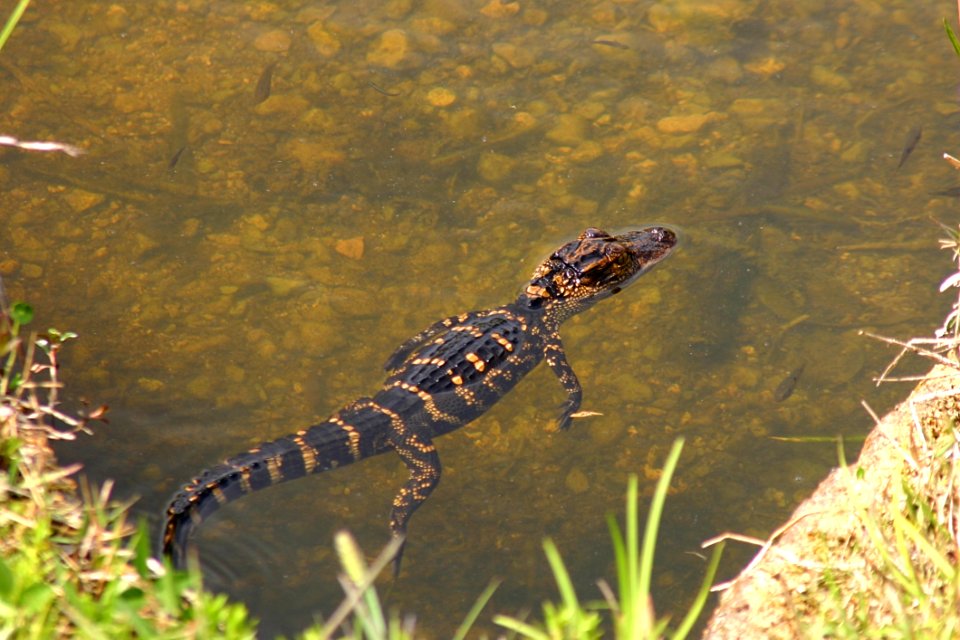 Fauna Reptile Ecosystem Terrestrial Animal