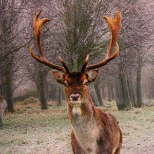 Deer Wildlife Fauna Antler photo