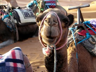 Camel Camel Like Mammal Snout Livestock