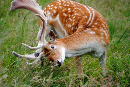 Wildlife Terrestrial Animal Mammal Fauna