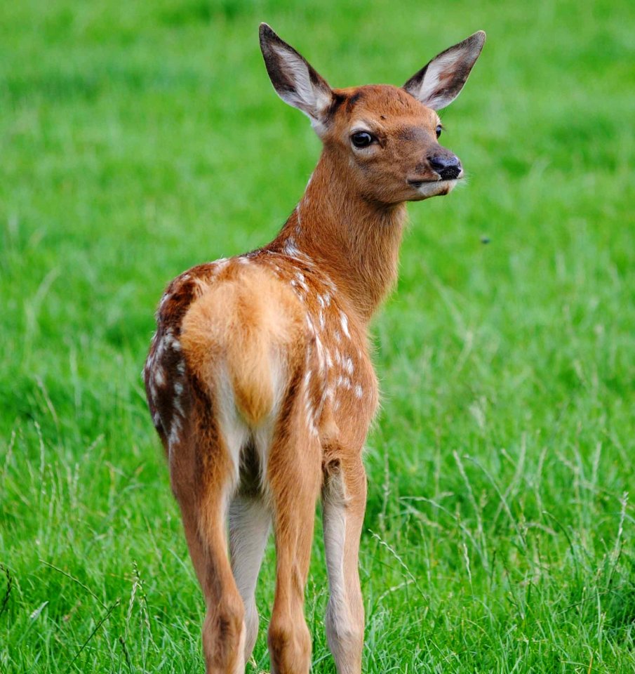 Wildlife Deer Mammal Fauna