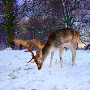 Wildlife Deer Fauna Mammal photo