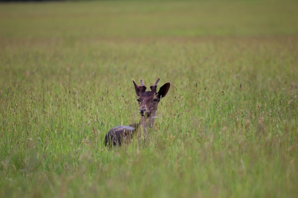 Wildlife Grassland Fauna Ecosystem