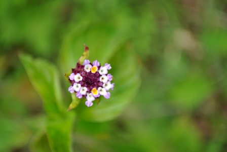 Flower Flora Wildflower Flowering Plant