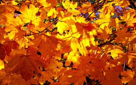 Yellow Autumn Leaf Deciduous photo