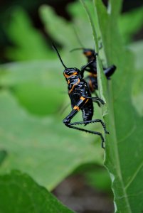 Insect Pest Invertebrate Membrane Winged Insect