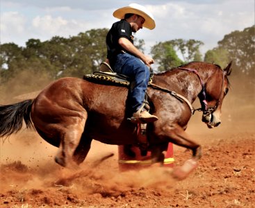 Rein Horse Bridle Horse Tack photo