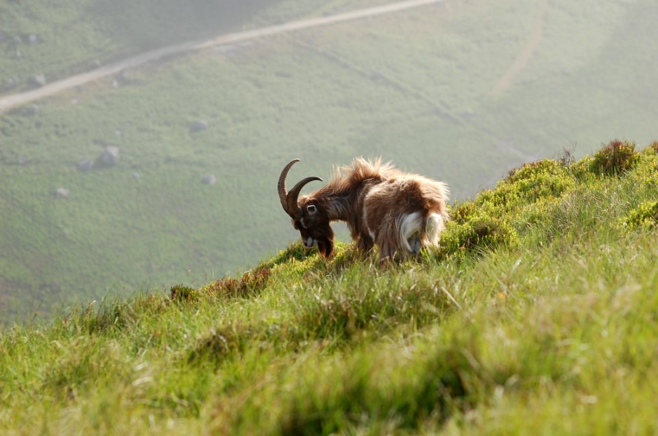 Wildlife Fauna Grass Grassland