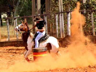 Horse Horse Like Mammal Western Riding Rein photo