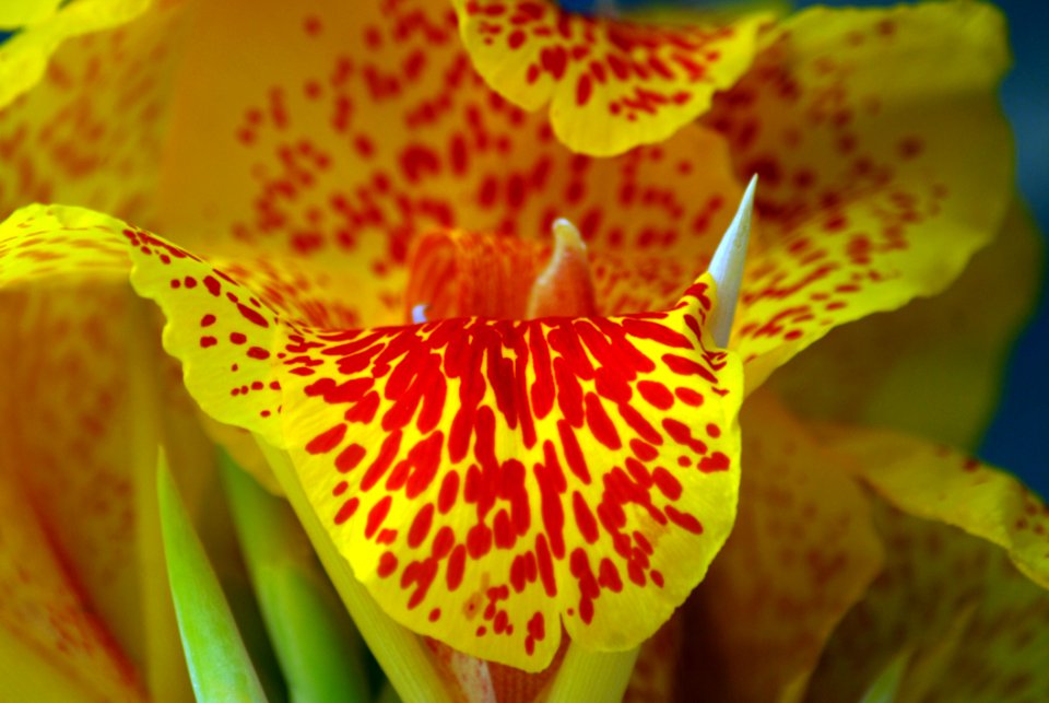 Flower Yellow Flora Close Up