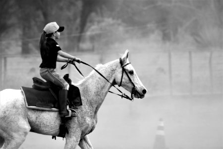 Horse Rein Black And White Bridle photo