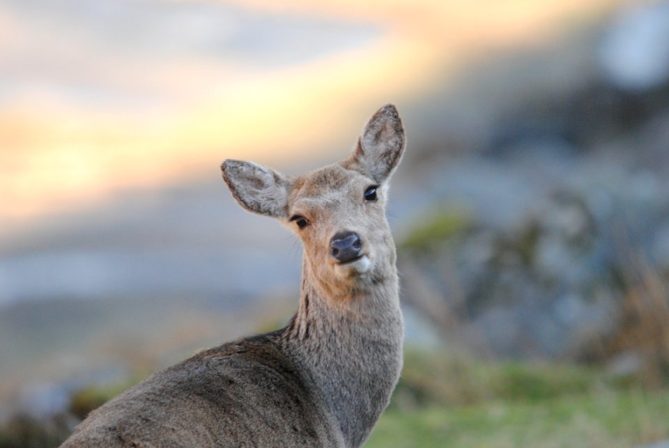 Wildlife Deer Fauna Mammal photo