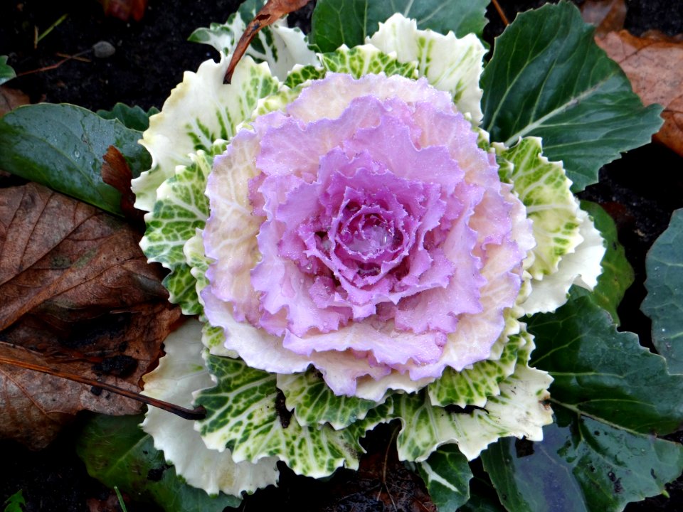 Flower Cabbage Annual Plant Plant