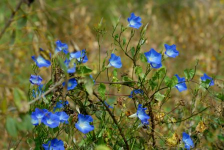 Blue Plant Flora Flower