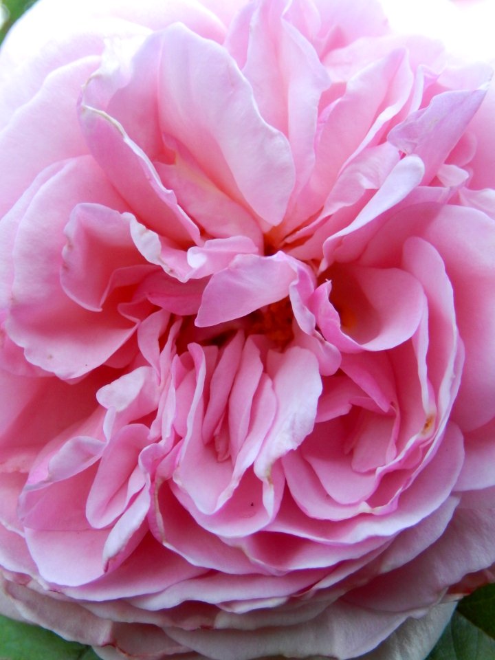 Flower Rose Pink Rose Family