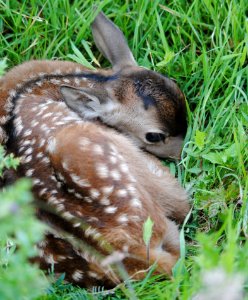 Fauna Mammal Wildlife Deer