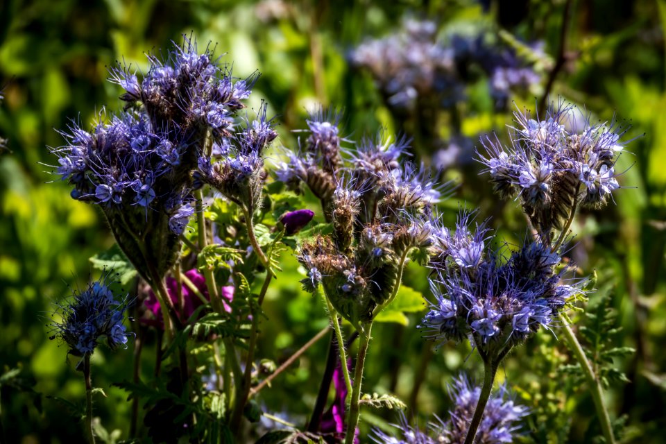 Plant Flora Flower Grass