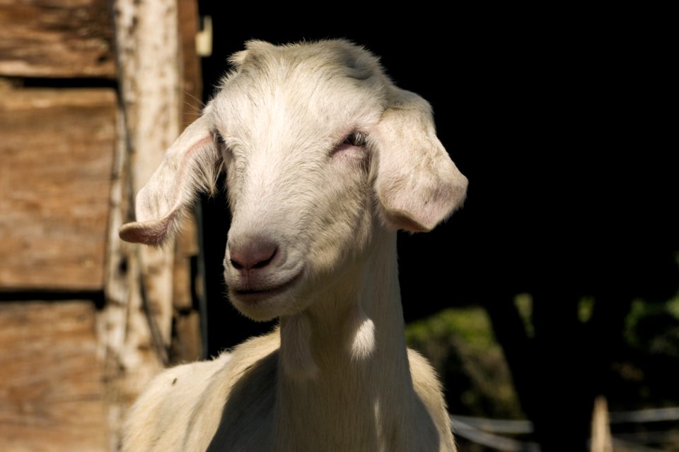 Goats Goat Fauna Cow Goat Family