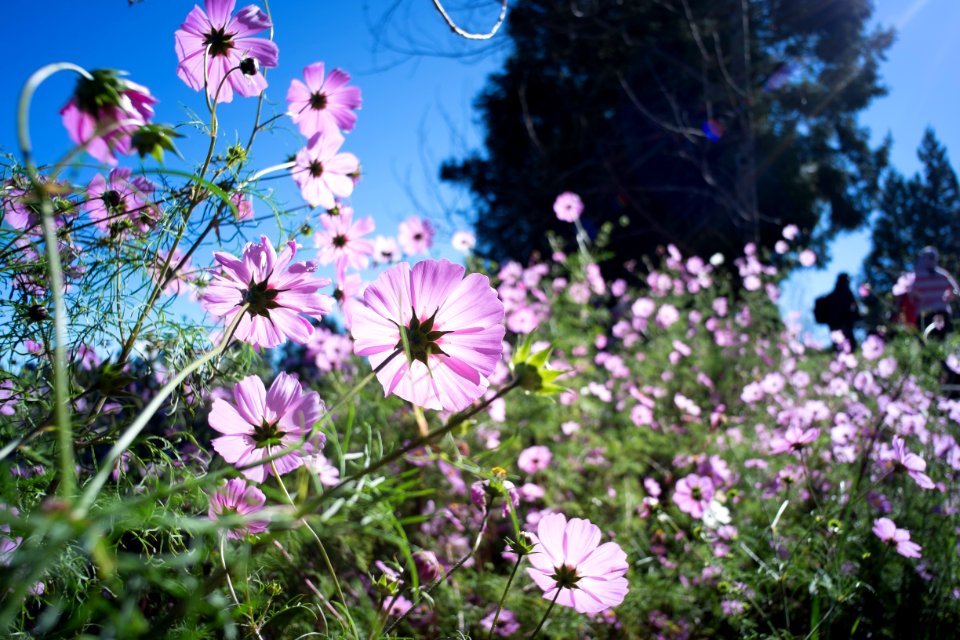 Flower Plant Flowering Plant Flora