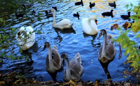 Bird Water Water Bird Fauna