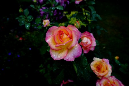 Flower Rose Rose Family Pink