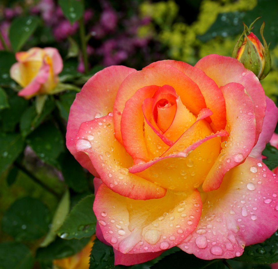 Flower Rose Rose Family Pink