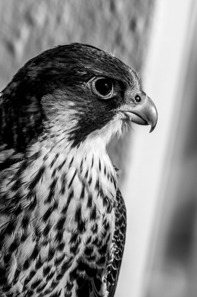 Beak Black And White Falcon Fauna