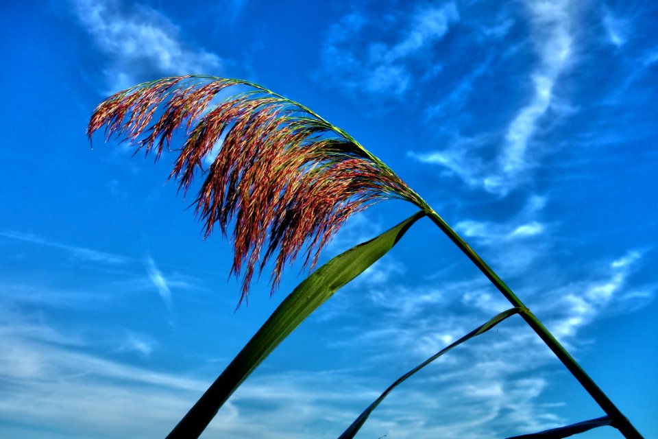 Sky Leaf Cloud Grass Family