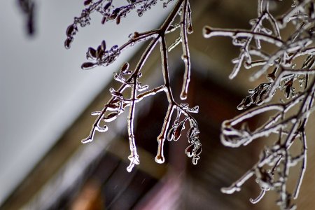 Branch Twig Winter Macro Photography photo